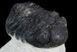 Bargain, Morocops Trilobite - Visible Eye Facets #120083-1
